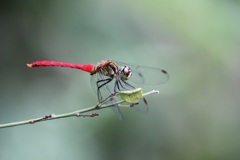 マユタテアカネ