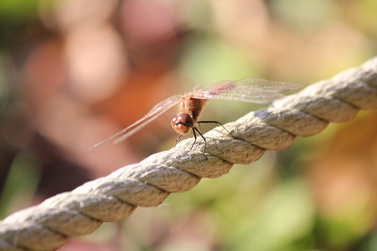 １２月４日トンボ（アキアカネ）