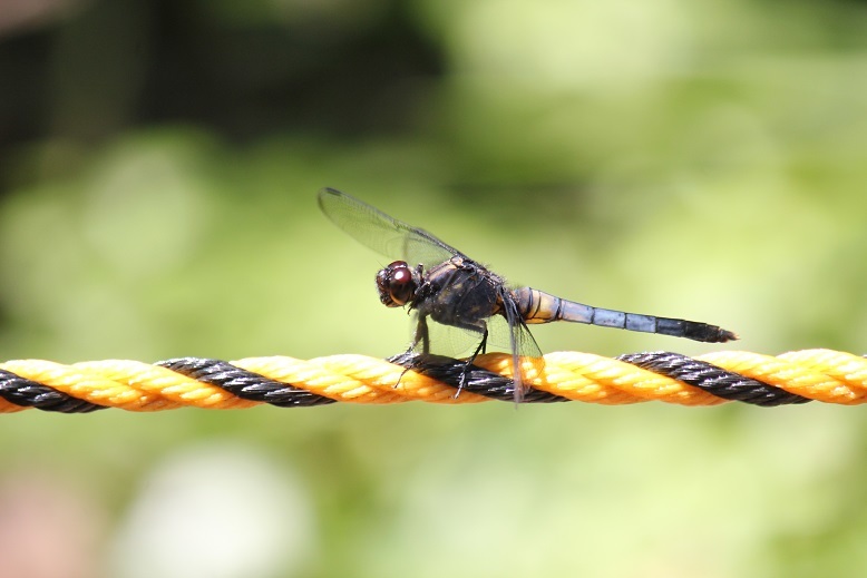 オオシオカラトンボ　オス