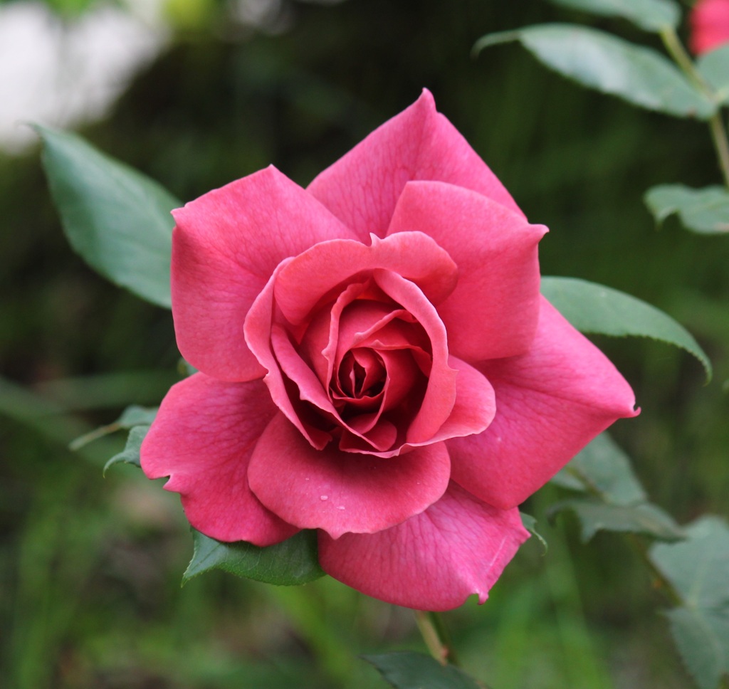 薔薇