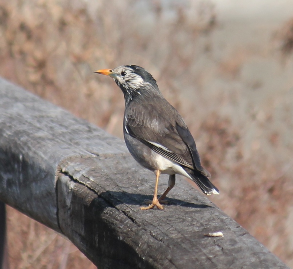 手摺りムクドリ