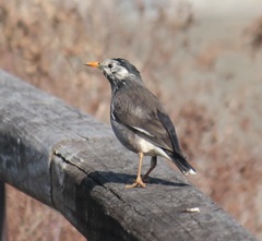 手摺りムクドリ