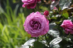 薔薇