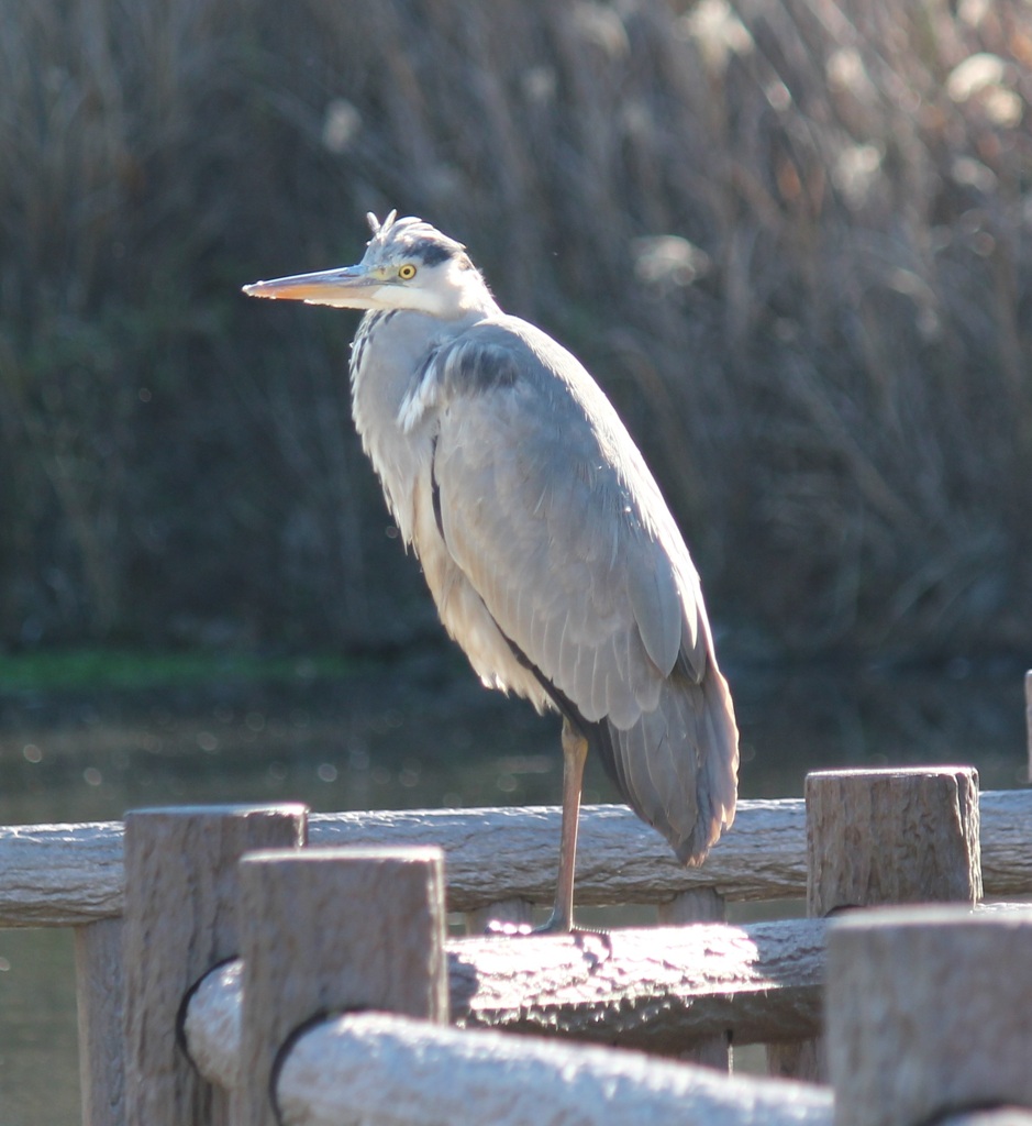 手摺りアオちゃん