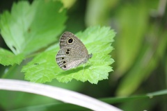 ヒメウラナミジャノメ