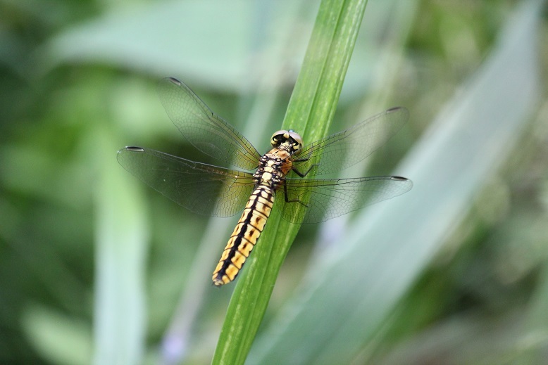 ハラビロトンボ　メス