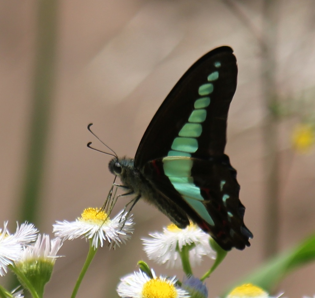 アオスジアゲハ