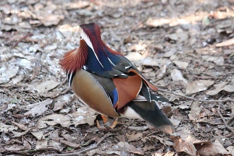 オシドリの背中　多摩動物園