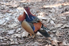 オシドリの背中　多摩動物園