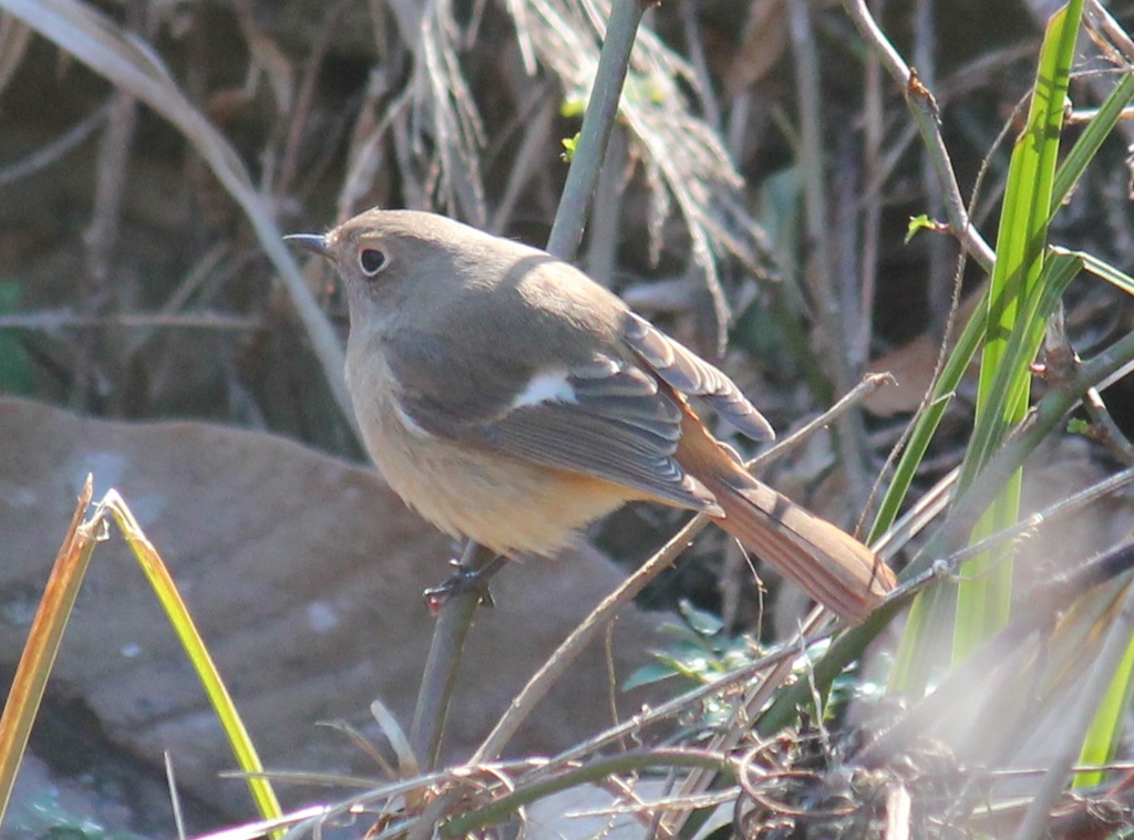 ジョビ子ちゃん