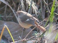 ジョビ子ちゃん