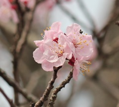 アンズの花