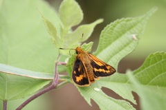 キマダラセセリ