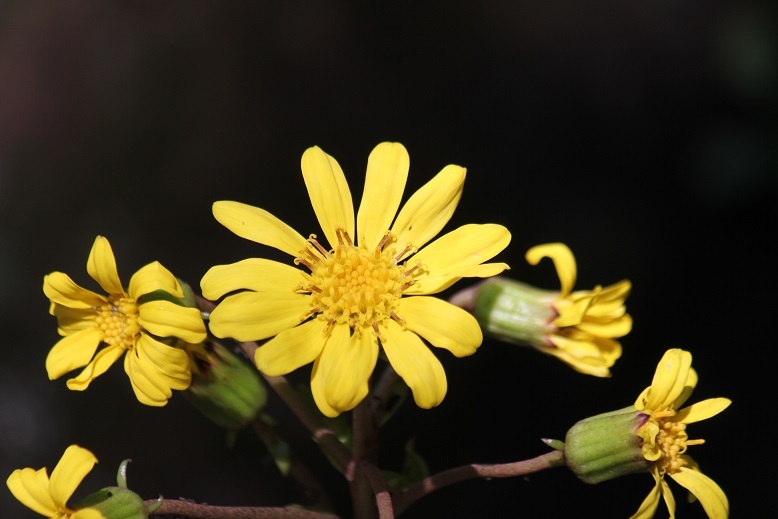 ツワブキの花