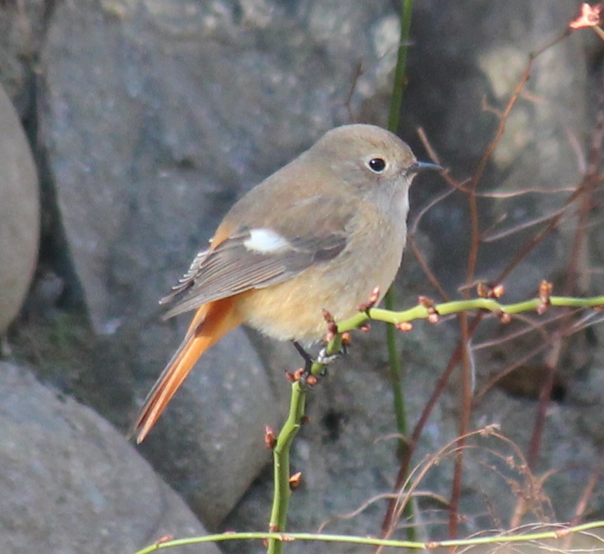 まん丸ジョビ子ちゃん