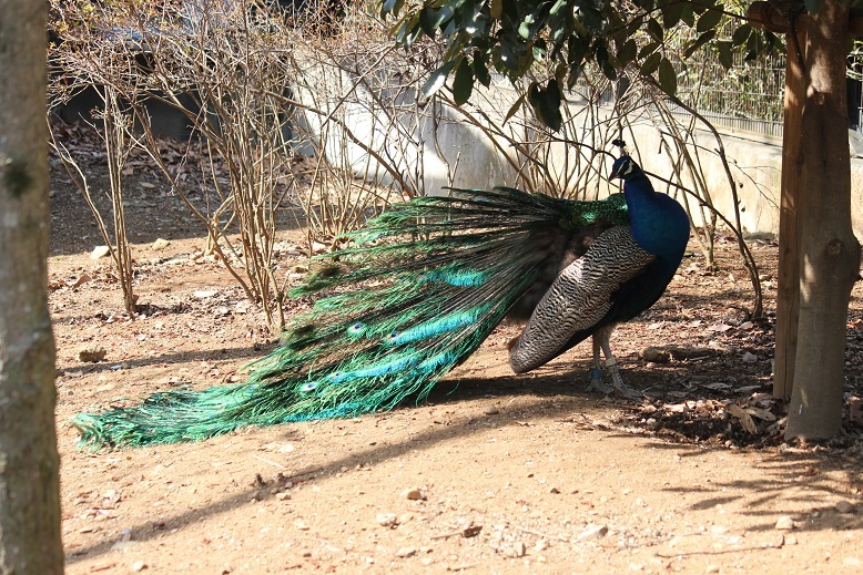 クジャク　多摩動物園