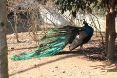 クジャク　多摩動物園