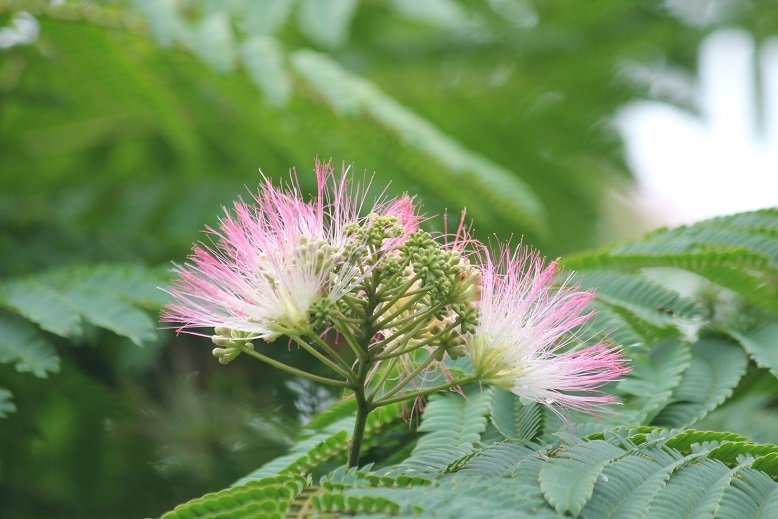 ネムノキの花