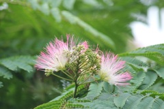 ネムノキの花