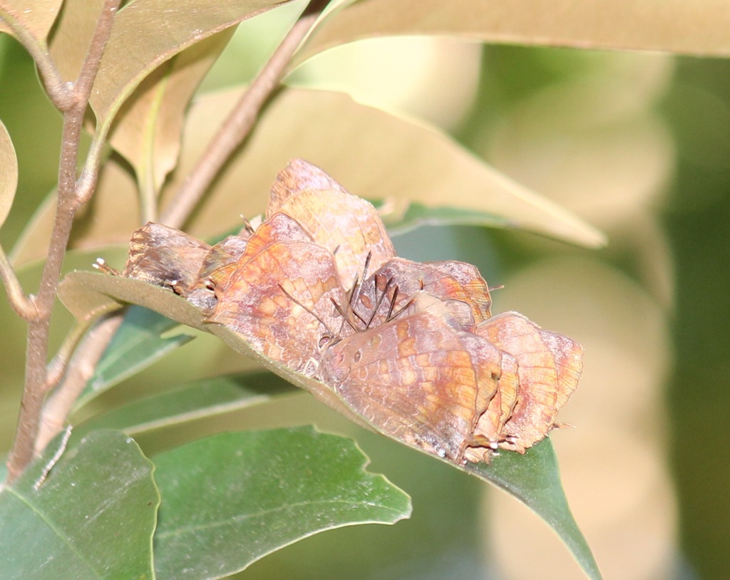ムラサキツバメの集団越冬