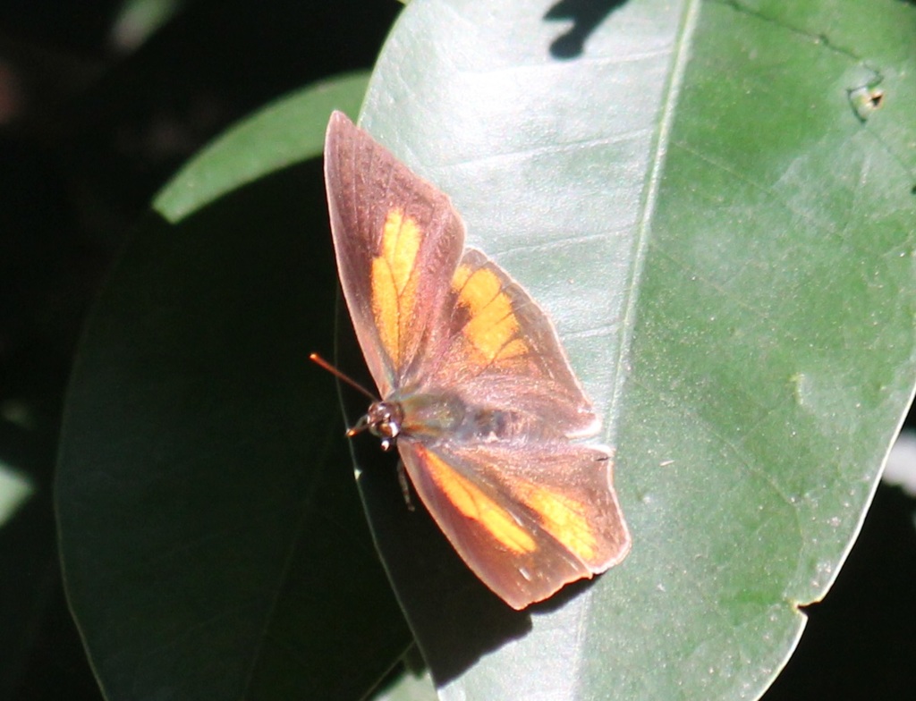 ウラギンシジミ　オス