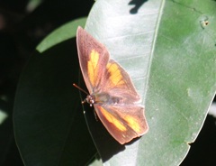 ウラギンシジミ　オス