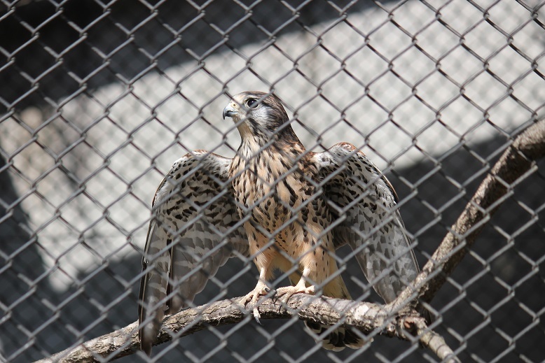 チョウゲンボウ　多摩動物園