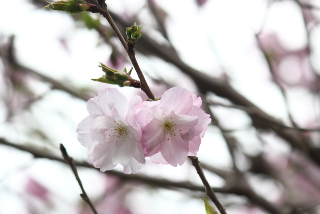 桜