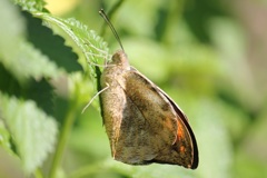 ツマベニチョウ