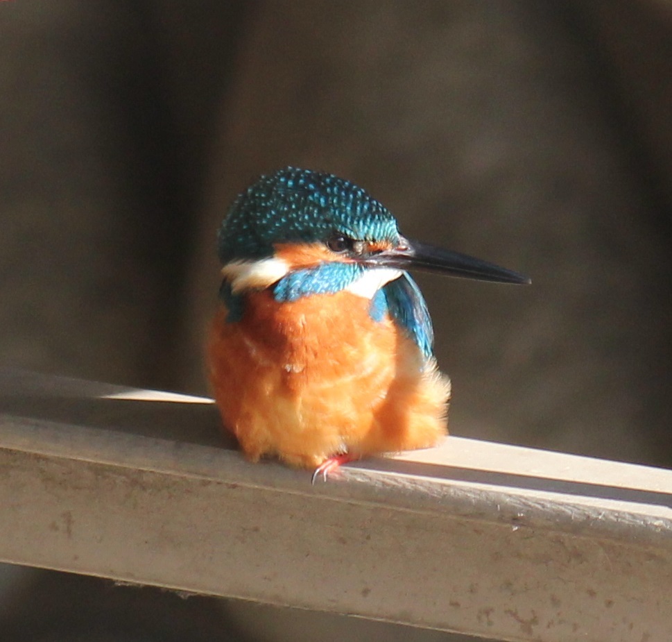 ブランコカワちゃん