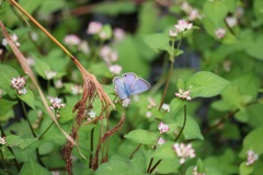 ウラナミシジミ