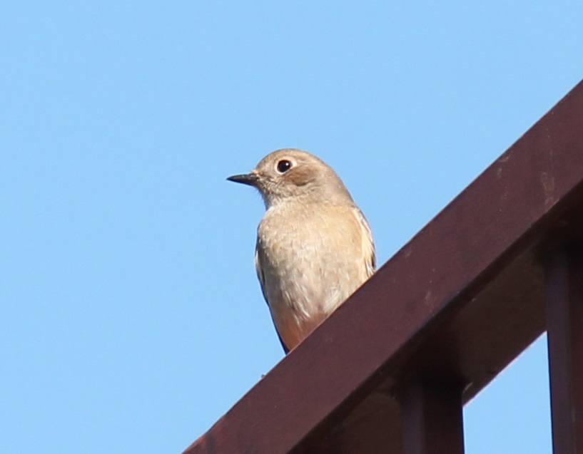 ジョビ子ちゃん