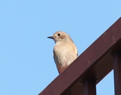 ジョビ子ちゃん