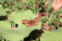 テングチョウ