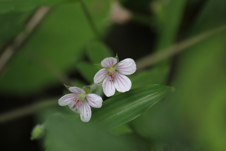 ゲンノショウコ