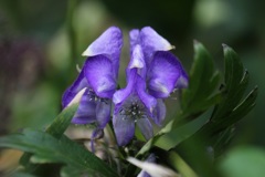 ツクバトリカブト