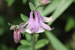 オダマキの花？