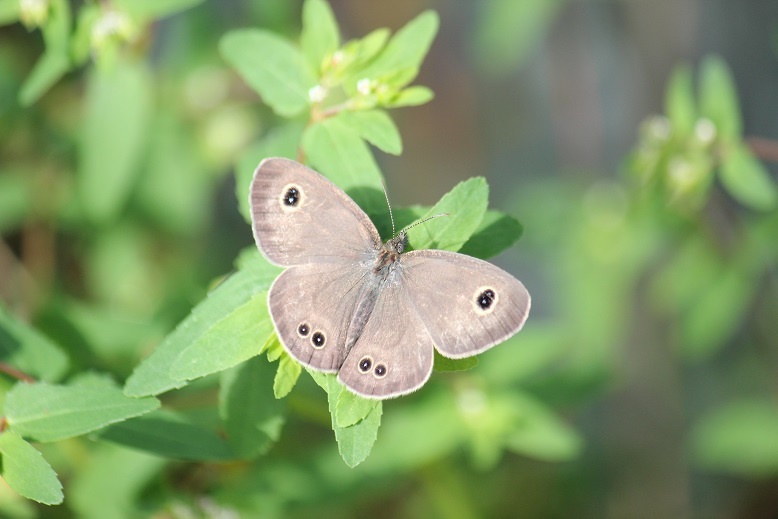 ヒメウラナミジャノメ