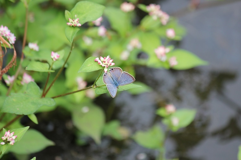 ウラナミシジミ