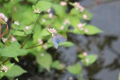 ウラナミシジミ