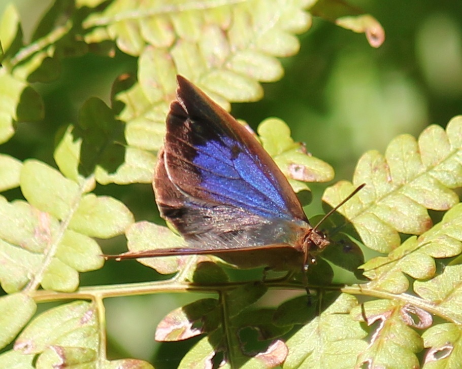 ムラサキシジミ　メス