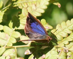 ムラサキシジミ　メス