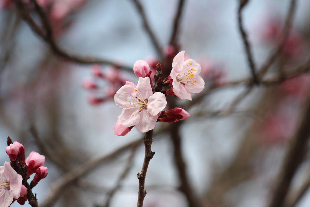 アンズの花