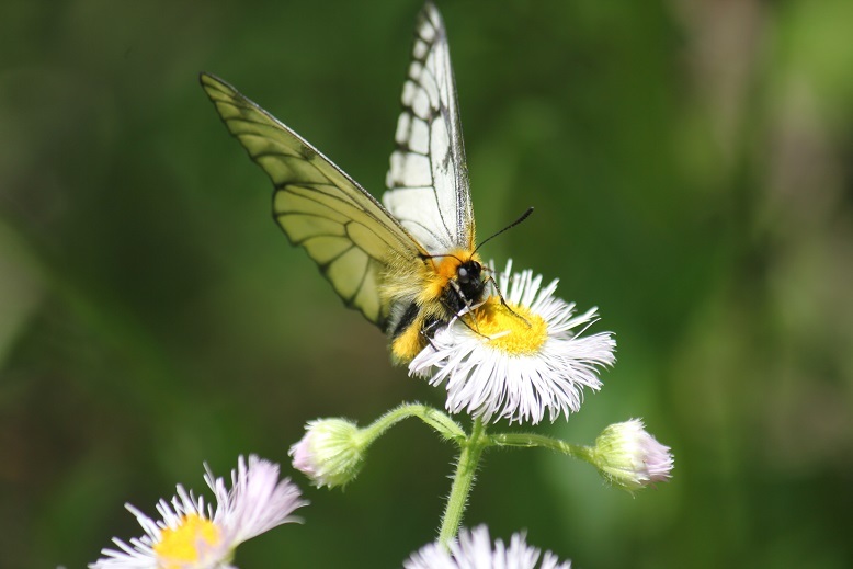 ウスバシロチョウ
