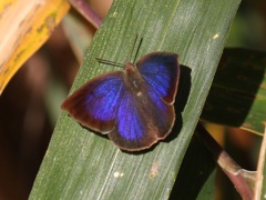 ムラサキシジミ　オス