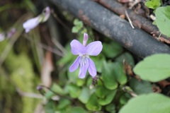 タチツボスミレ