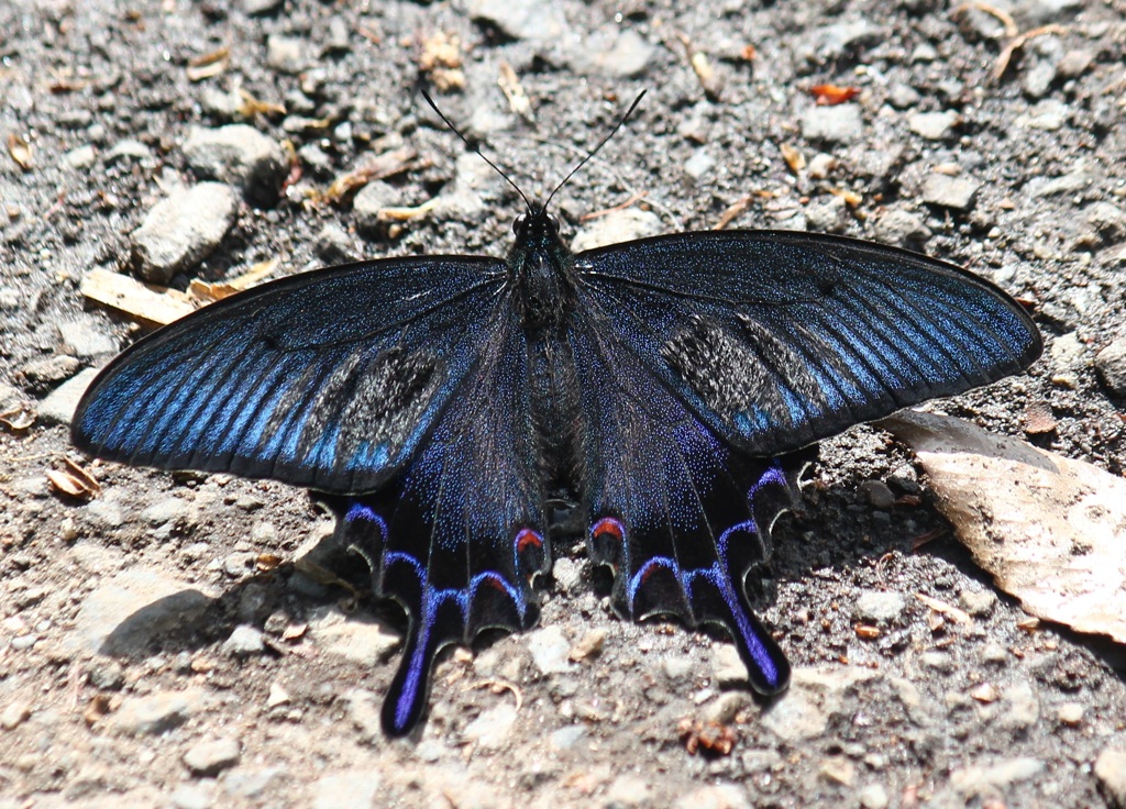 カラスアゲハ
