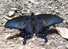 カラスアゲハ