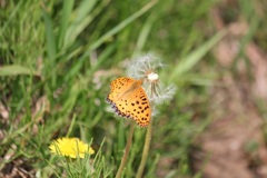 ツマグロヒョウモン