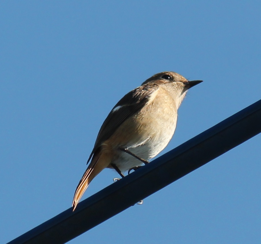 電線ジョビ子ちゃん